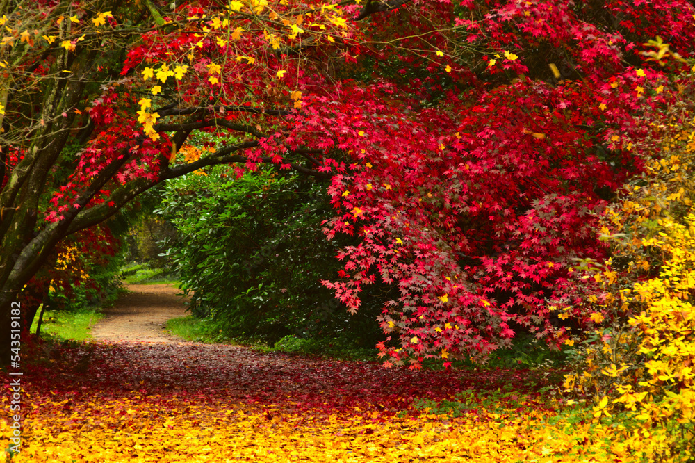 Arboretum w Rogowie w jesiennych barwach - obrazy, fototapety, plakaty 