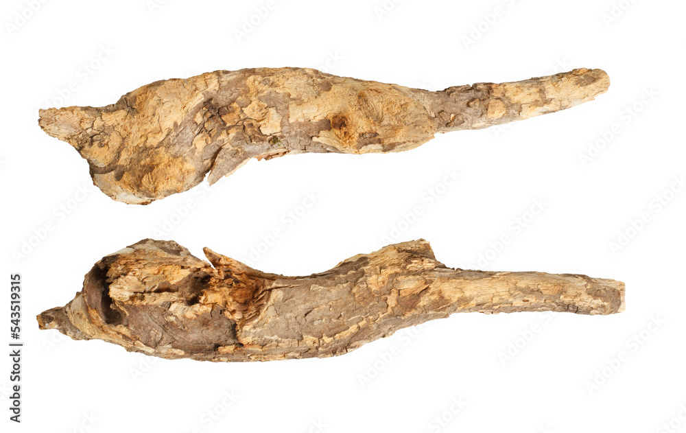 Macro wooden dried roots isolated on transparent background, (high resolution) Macro wooden dried roots isolated on transparent background, (high resolution)