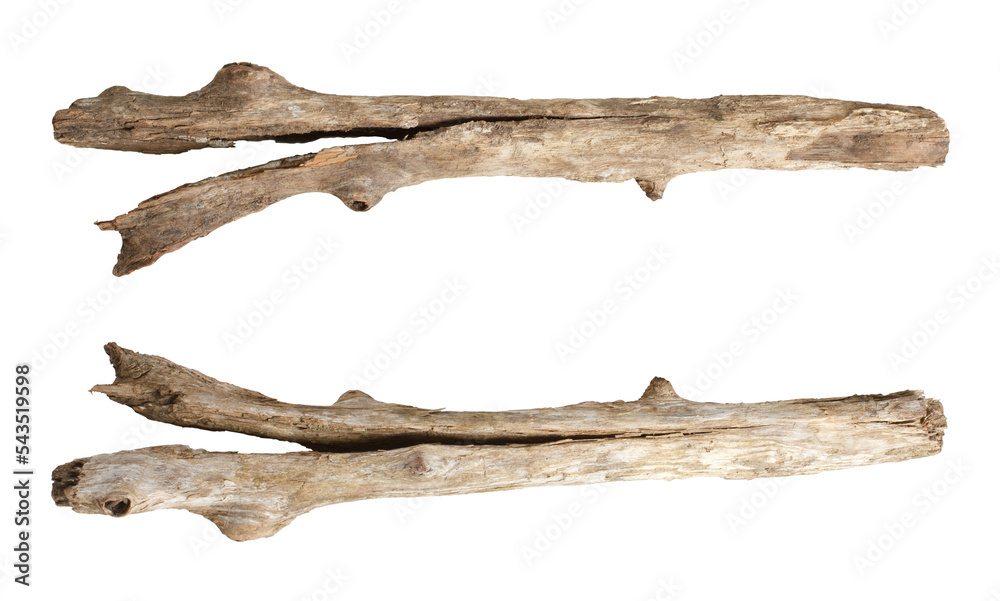 Fototapeta premium Macro dry branches isolated on transparent background, (high resolution)