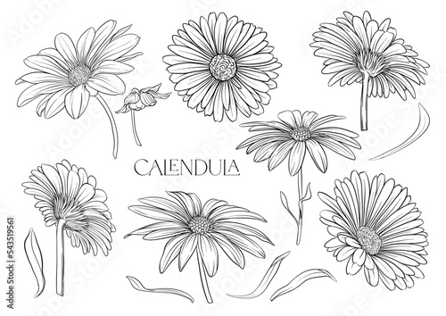 Stampa su tela Calendula medicinal herbs and flowers