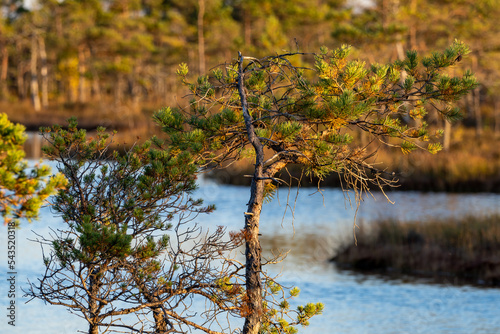 Ķemeri, Latvia - 4 Oct 2022: A pine tree in the Ķemeri marsh on a sunny evening with the aquatic ecosystem blurred in the background. © Mārcis Zeiferts