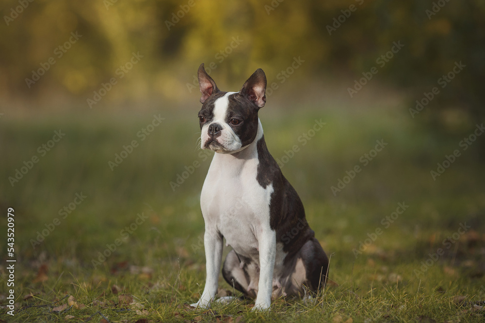 Boston Terrier dog portrait in the park