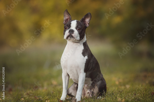 Boston Terrier dog portrait in the park