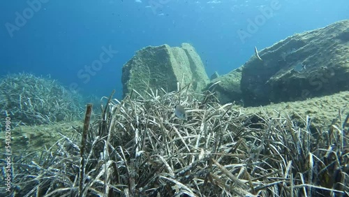 Dentici saraghi e ricciole ripresi nello splendido mare di Villasimius in Sardegna photo