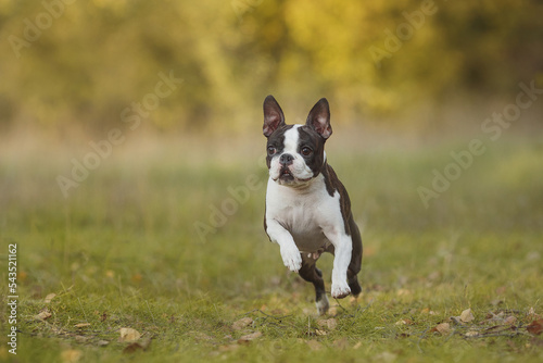 Obraz na płótnie Boston Terrier dog running in the park