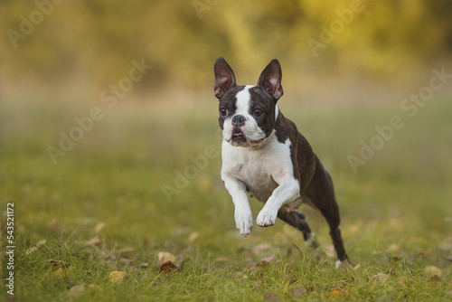 Boston Terrier dog running in the park