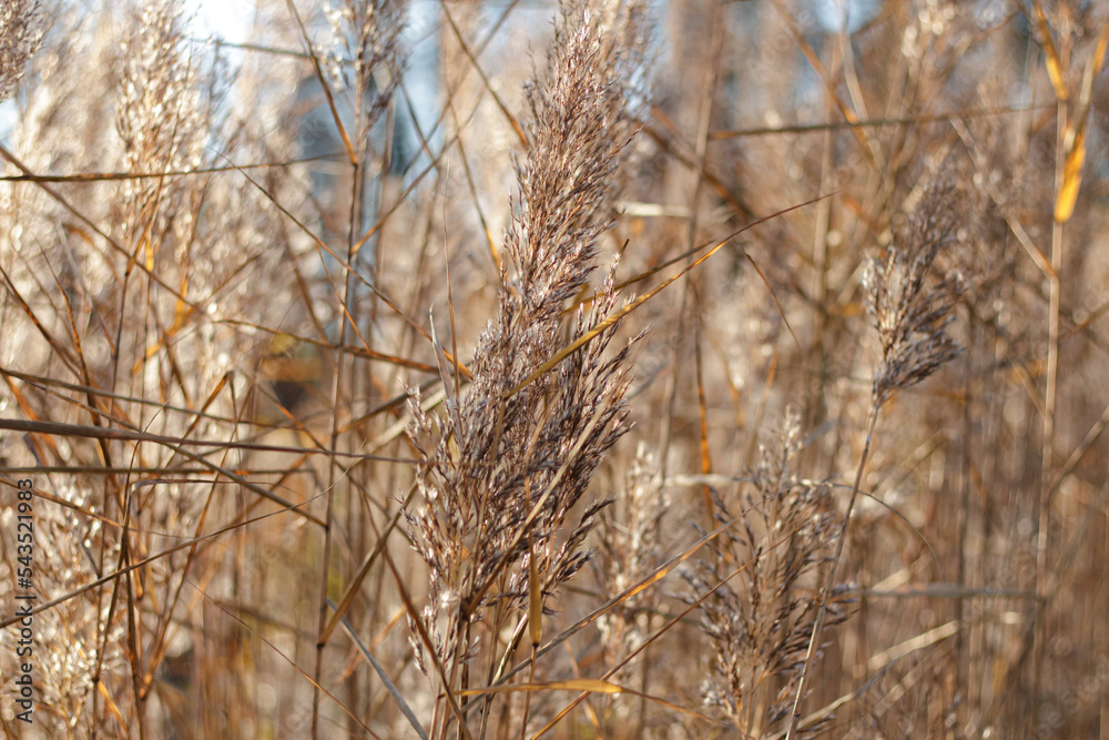 Fototapeta premium Blooming reed inflorescences on the banks of a river or lake. Soft light.