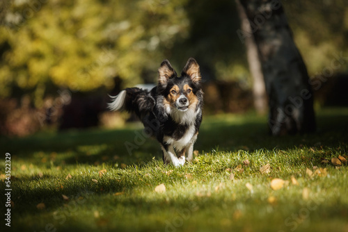 border collie dog running in the park