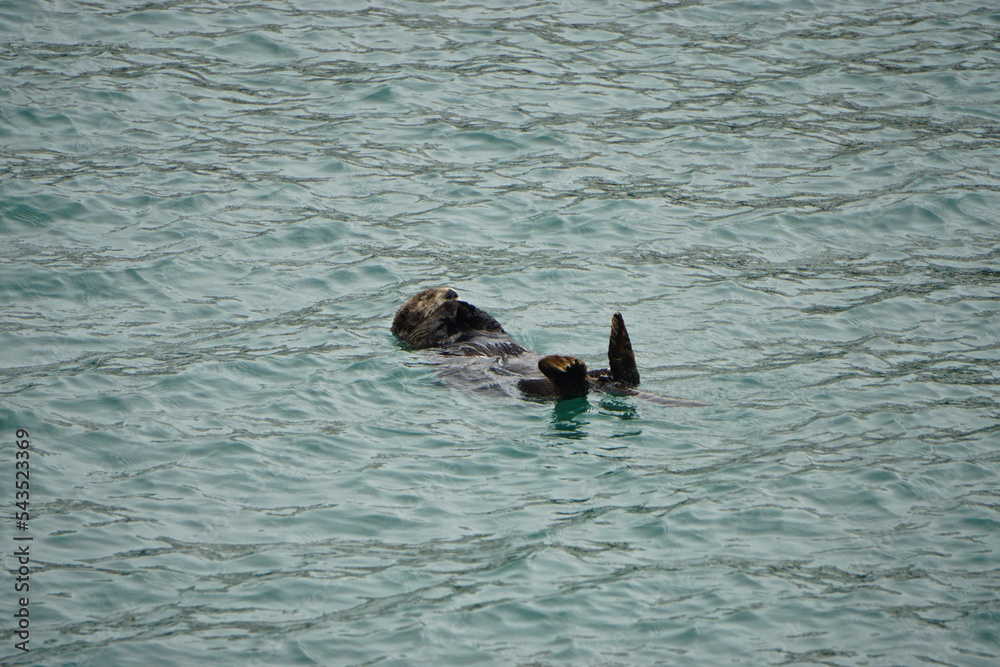Fototapeta premium Homer Spit, Alaska: Sea otter (Enhydra lutris) -- an entirely aquatic marine otter of North Pacific coasts -- sleeping peacefully in Kachemak Bay.