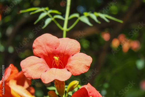 Orangerote Trompetenblume