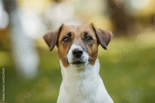 dog jack russell terrier portrait in the park