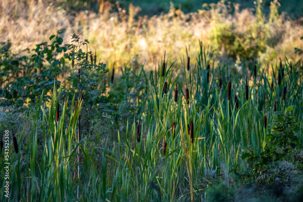 Typha latifolia (broadleaf cattail, bulrush, common bulrush, common ...
