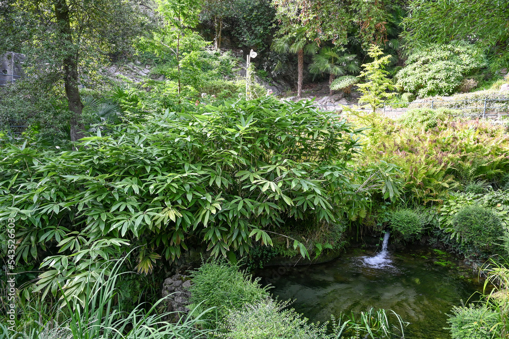 Kleiner Teich umrahmt von grünen Pflanzen im Garten der Tiere, in Meran