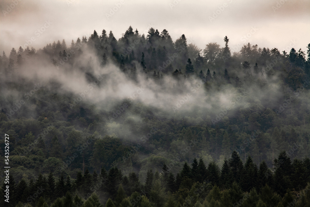 Foggy forest