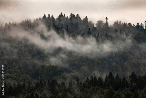 Obraz na płótnie Foggy forest w salonie