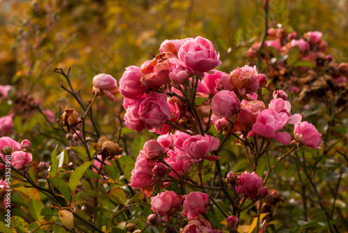Krzak różowych róż wielokwiatowych , rosnących ( i kwitnących na rabacie jesienią . 