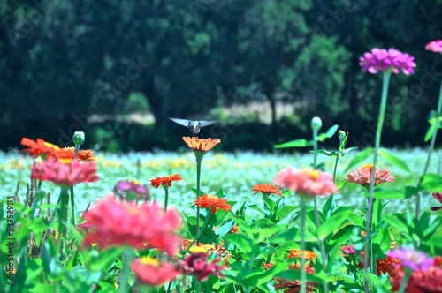 Humming bird with zinnia flowers...Nature is alive