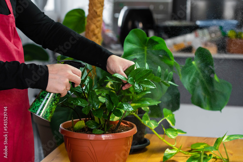 House Plant care and urban jungle garden concept. Home gardener taking care of Zamioculcas. Hands clean green leaves and spraying water on indoor house plant. Interior with a lot of plants