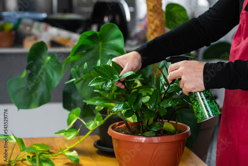 House Plant care and urban jungle garden concept. Home gardener taking care of Zamioculcas. Hands clean green leaves and spraying water on indoor house plant. Interior with a lot of plants
