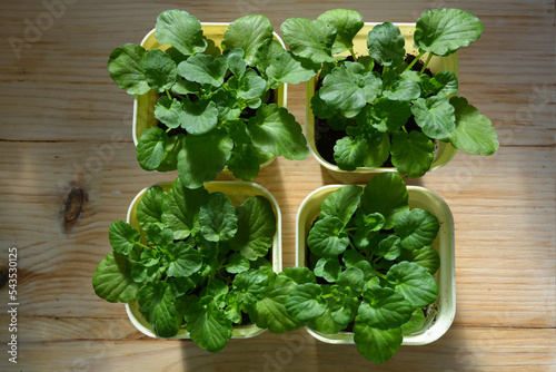 Top view on Viola cornuta seedlings with fresh green leaves in pots on wooden table