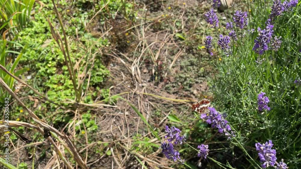 Map butterfly (Araschnia levana) moving around on lavender in Zurich, Switzerland Map butterfly (Araschnia levana) moving around on lavender in Zurich, Switzerland
