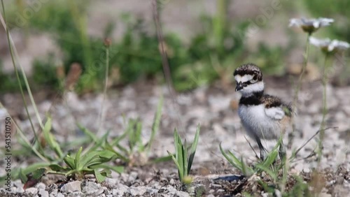 Baby killdeer (charadrius vociferus) walking outdoors photo