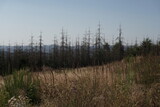 Wald Landschaft bei Trockenheit im Siegerland mit Blick zum Sauerland