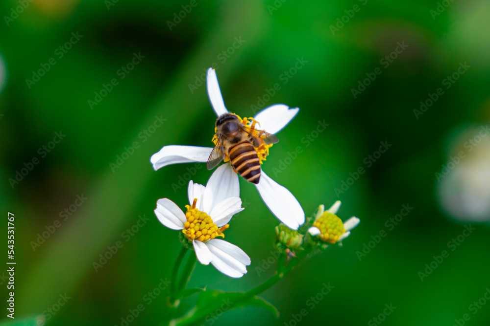 Honey bees comb one by one the yellow flower buds to look for nectar and pollen Honey bees comb one by one the yellow flower buds to look for nectar and pollen