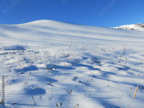 Snow, snow, snow.
Little tiny herbs popping up.
Blue sky.Nothing but beauty.
Enjoy this moment