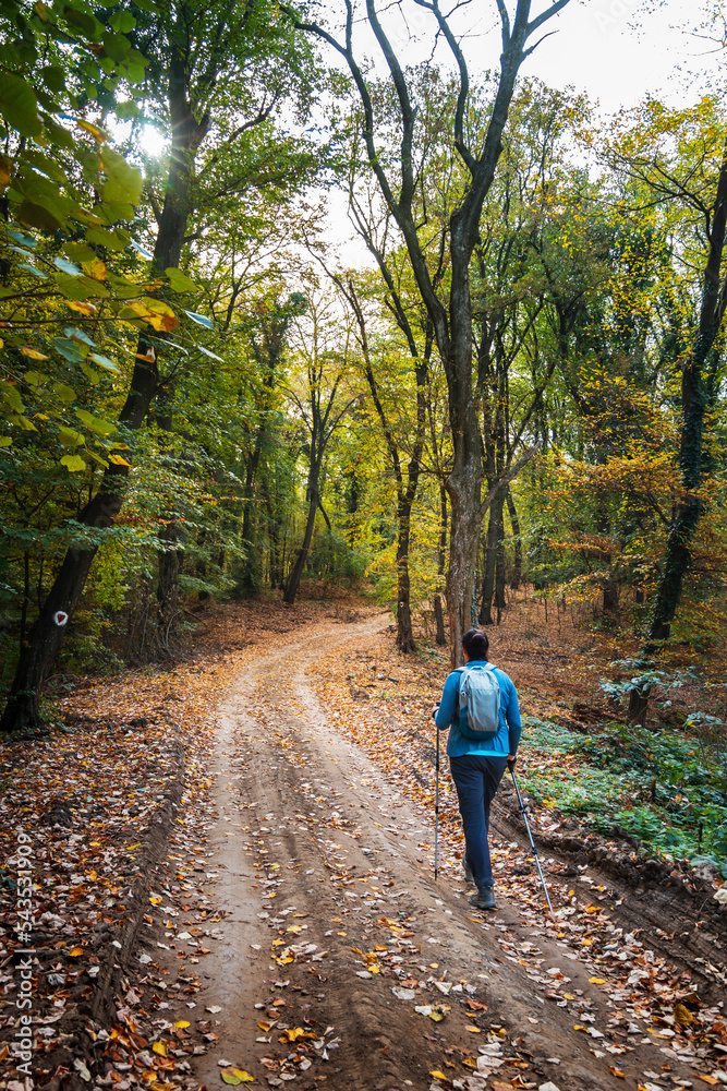 Person walking in the nature using trekking sticks. Hiking on a dirt road in picturesque autumn forest Person walking in the nature using trekking sticks. Hiking on a dirt road in picturesque autumn forest