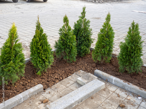 Planted young cypresses. Landscaping of the new park. Greening the city. Construction works.