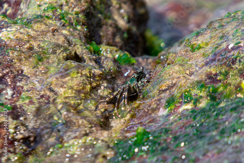 Fototapeta Green Crab among the Rocks looking for food that is always hit by the waves