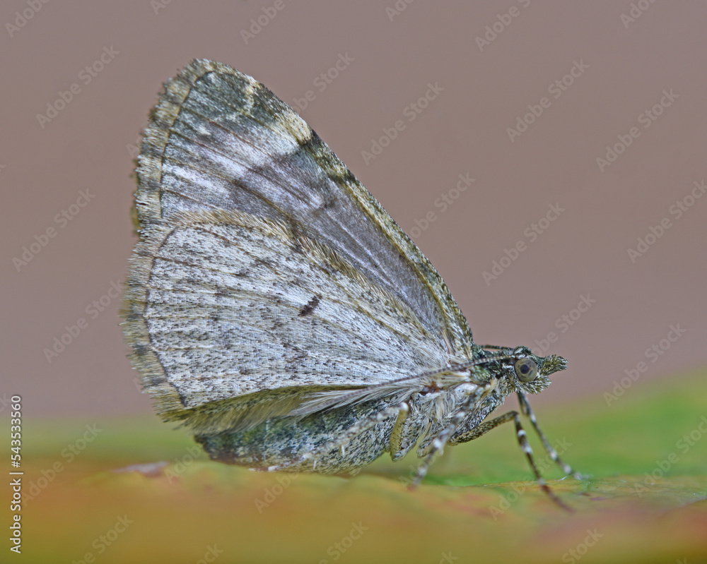 Olivgrüner Bindenspanner (Chloroclysta siterata)