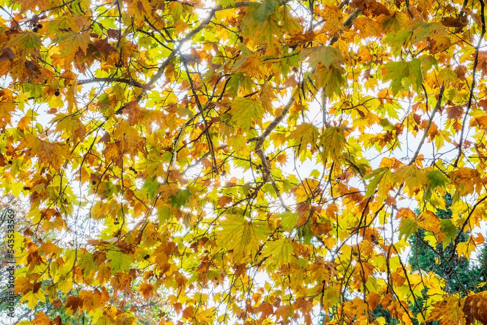 Through the beautiful, autumn trees, and colorful leaves. Bottom view. Through the beautiful, autumn trees, and colorful leaves. Bottom view.