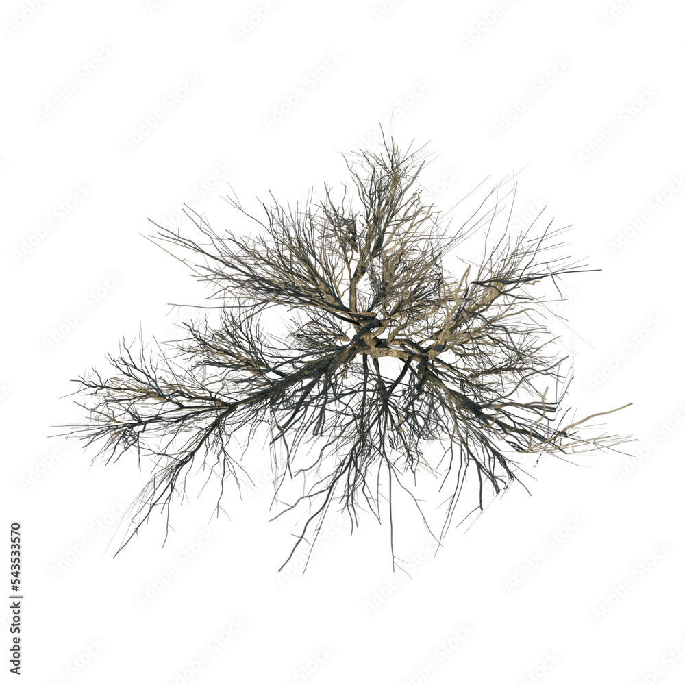 Top view of Plant (Snowy Tree Winter 15) Tree png 