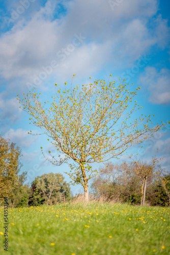 Single tree in Autumn, outdoor daytime