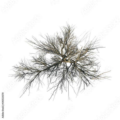 Top view of Plant  Snowy Tree Winter 15  Tree png 