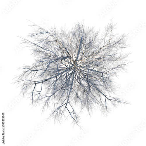 Top view of Plant (Snowy Tree Winter 13) Tree png