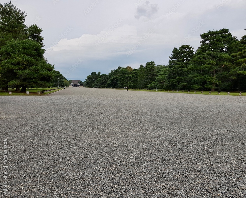 Fototapeta premium road in the forest