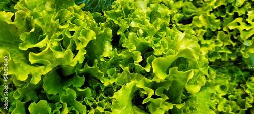green lettuce for cooking, fresh iceberg lettuce without pesticides, green salad