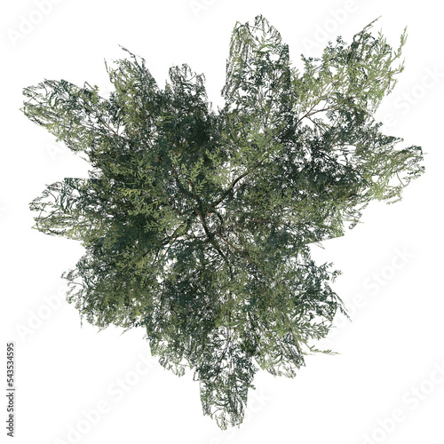 Top view of Plant (Salix babylonica Weeping willow 2) Tree png photo