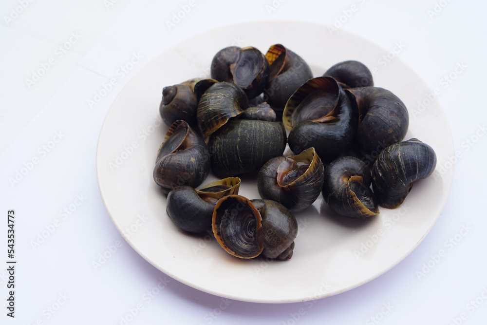 Aquatic gastropod mollusks, freshwater apple snail on dish, isolated on white background. Concept : Edible snails that can be cooked in various delicious menu. Weird food. Aquatic gastropod mollusks, freshwater apple snail on dish, isolated on white background. Concept : Edible snails that can be cooked in various delicious menu. Weird food.