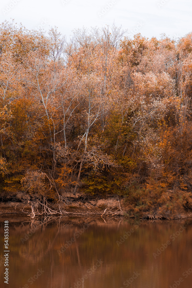 Obraz premium trees and lake in autumn