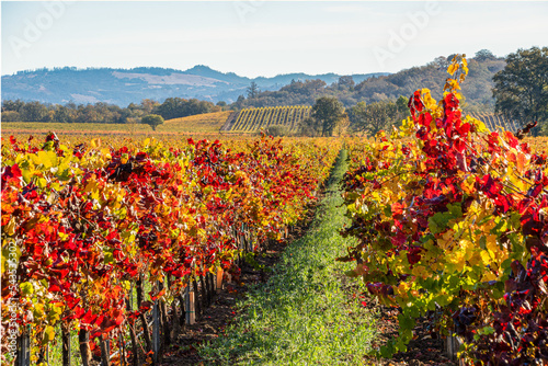  Colorful Vineyard in Autumn, Sonoma County California photo