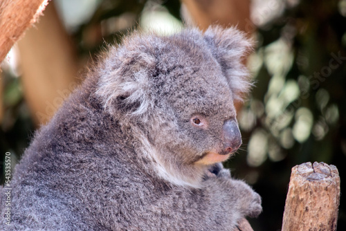 koalas are grey-brown in color with a white chest, they have white fluffy ears and a big black nose