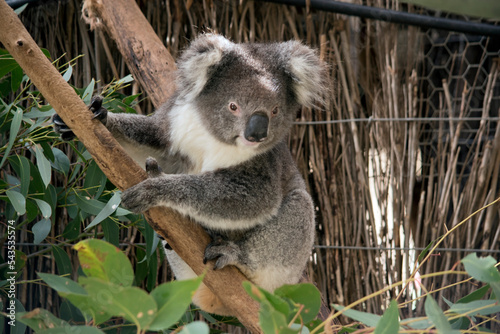 Canvas Print the koala is climbing up a tree