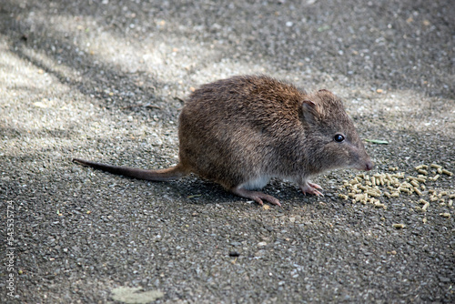 this is a side view of a potoroo a small marsupial photo