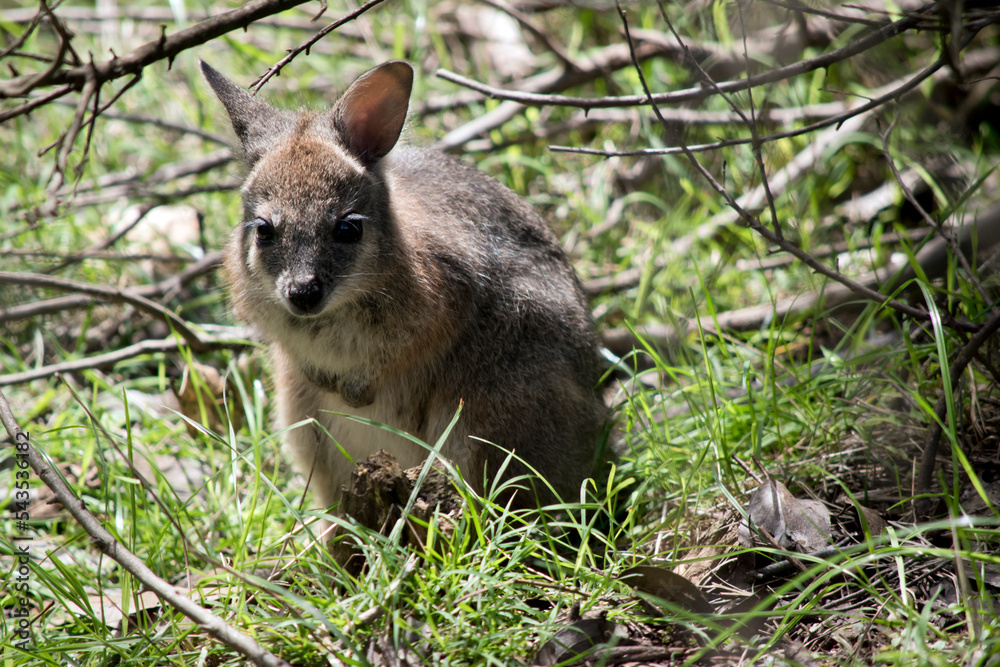 the joey tammar wallaby is mainly grey with tan arms and head the joey tammar wallaby is mainly grey with tan arms and head