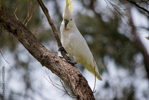 the sulphur crested cockatoo is a white bird with a yellow crest