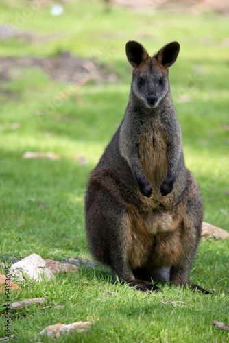 the swamp wallaby has a grey body with a cream chest and tip to its tail and black paws